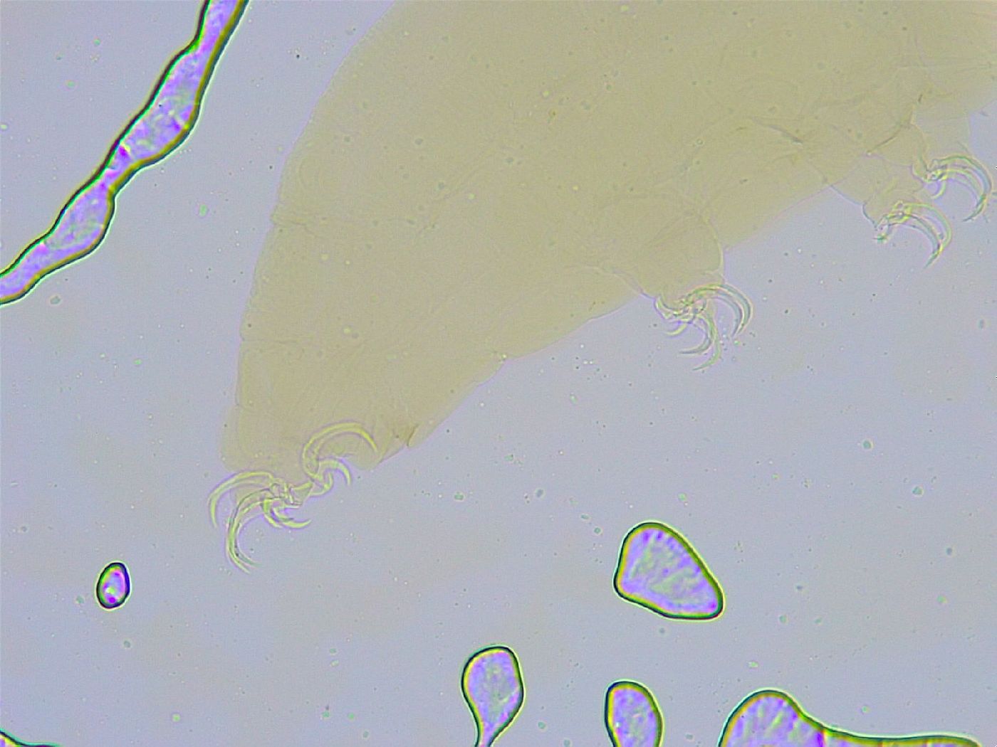 Dactylobiotus dispar image