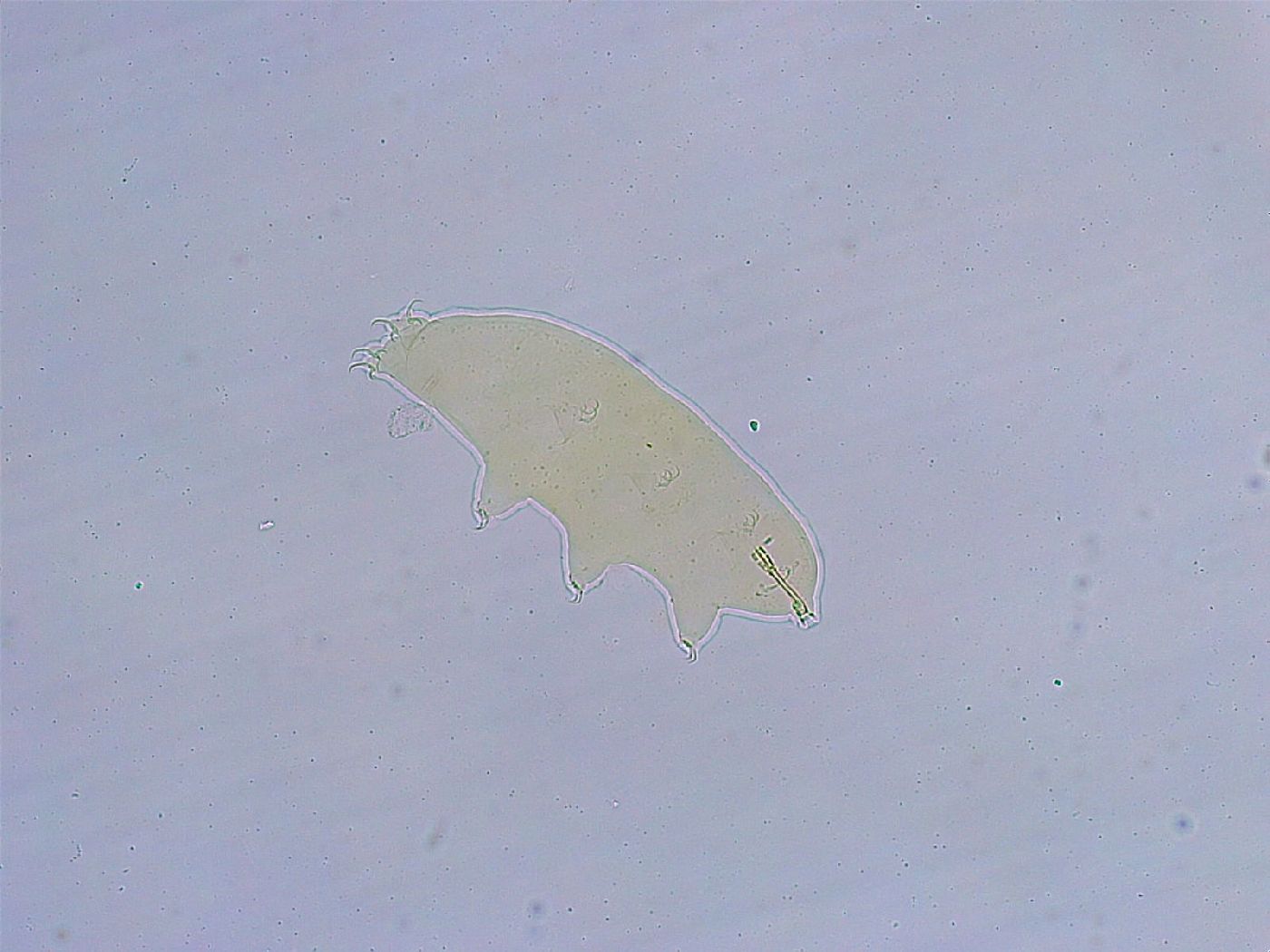 Dactylobiotus dispar image