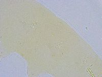 Dactylobiotus dispar image