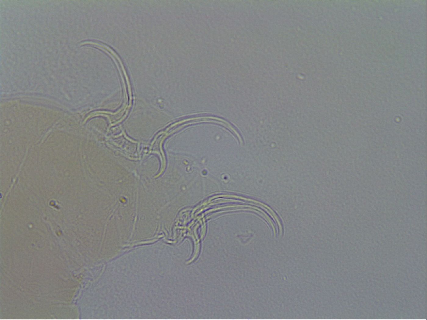 Adorybiotus granulatus image