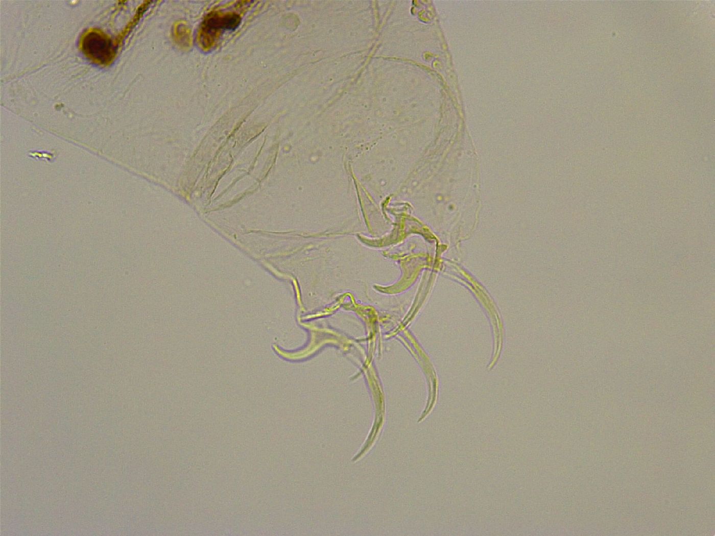 Adorybiotus granulatus image
