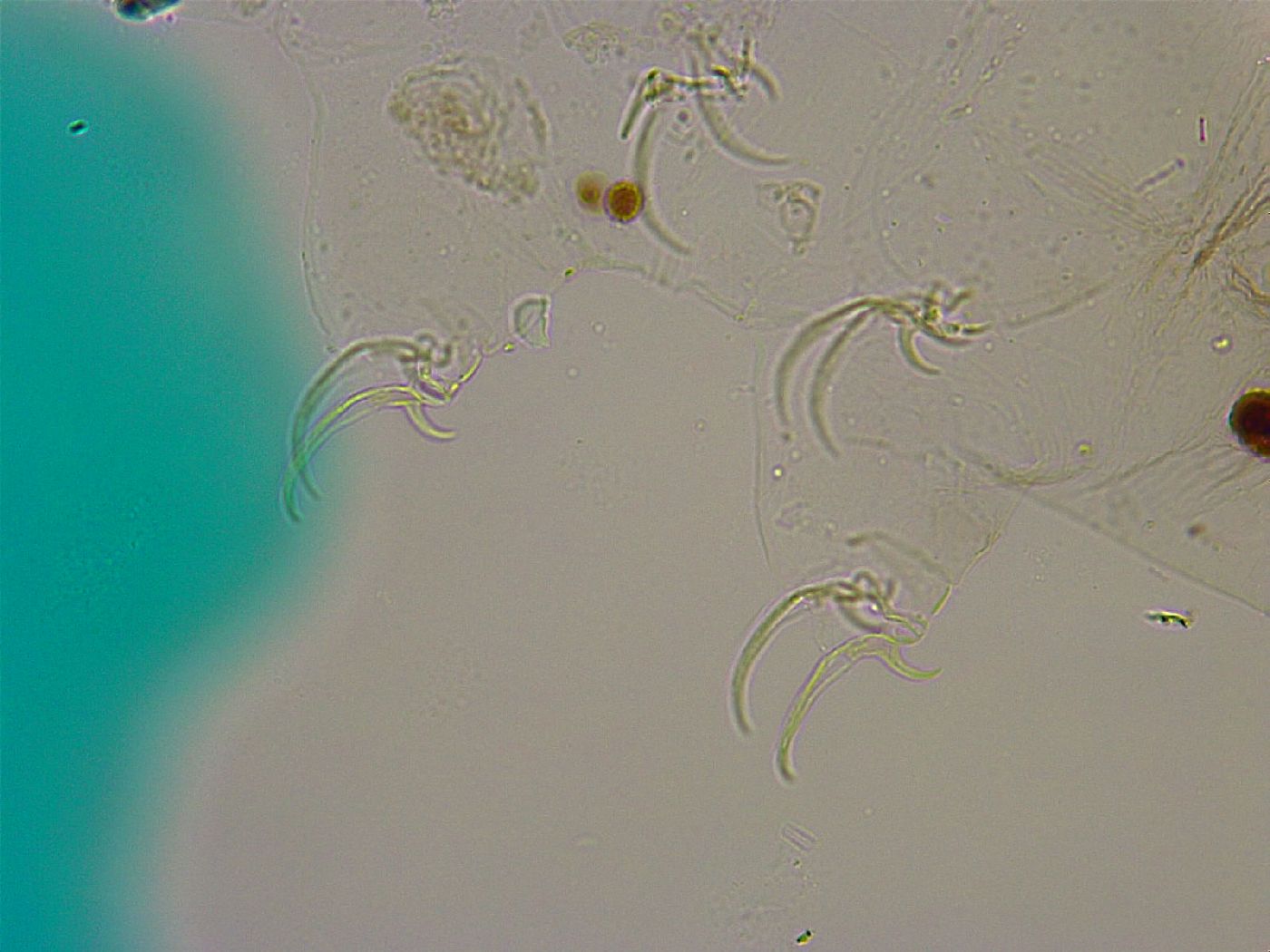 Adorybiotus image