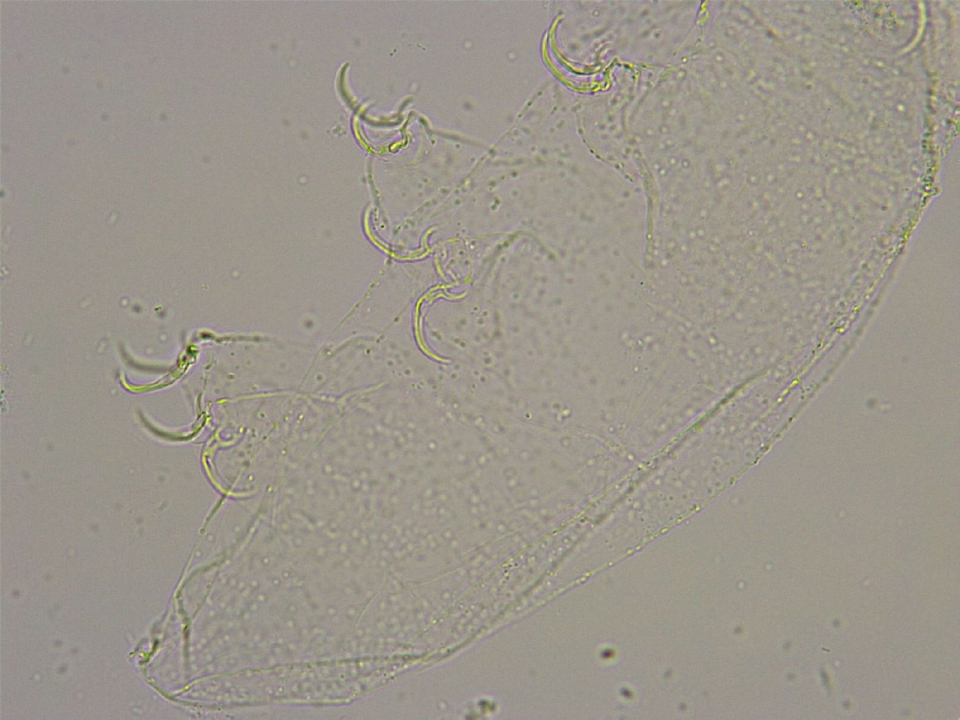 Adorybiotus granulatus image