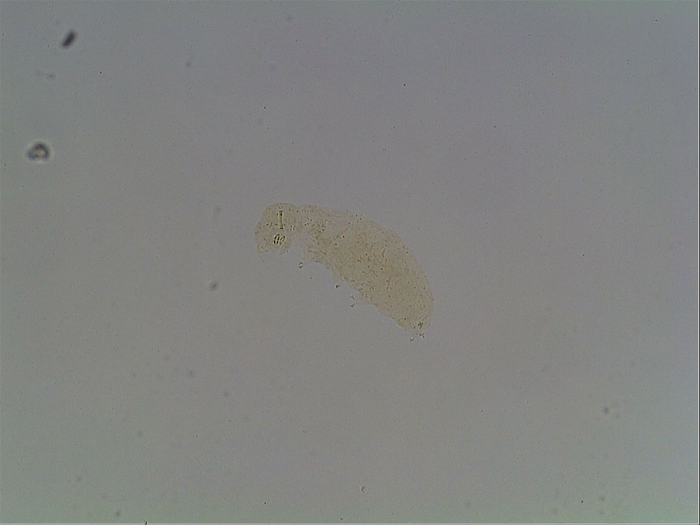 Macrobiotus hibiscus image