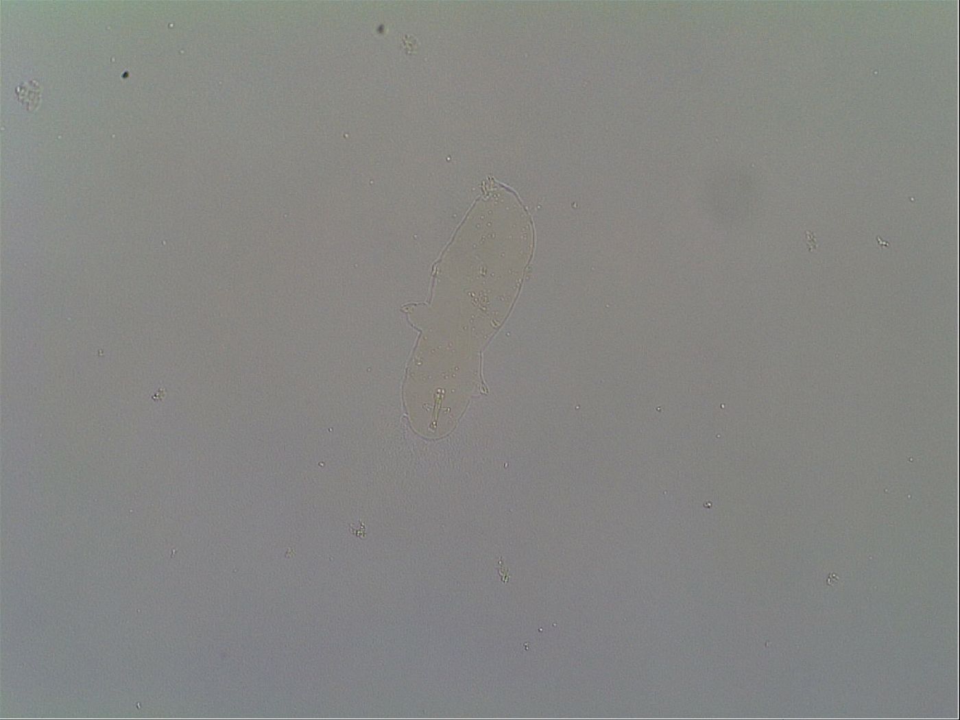 Macrobiotus hibiscus image