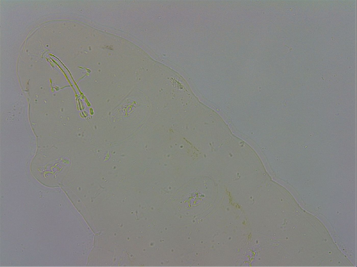 Macrobiotus recens image