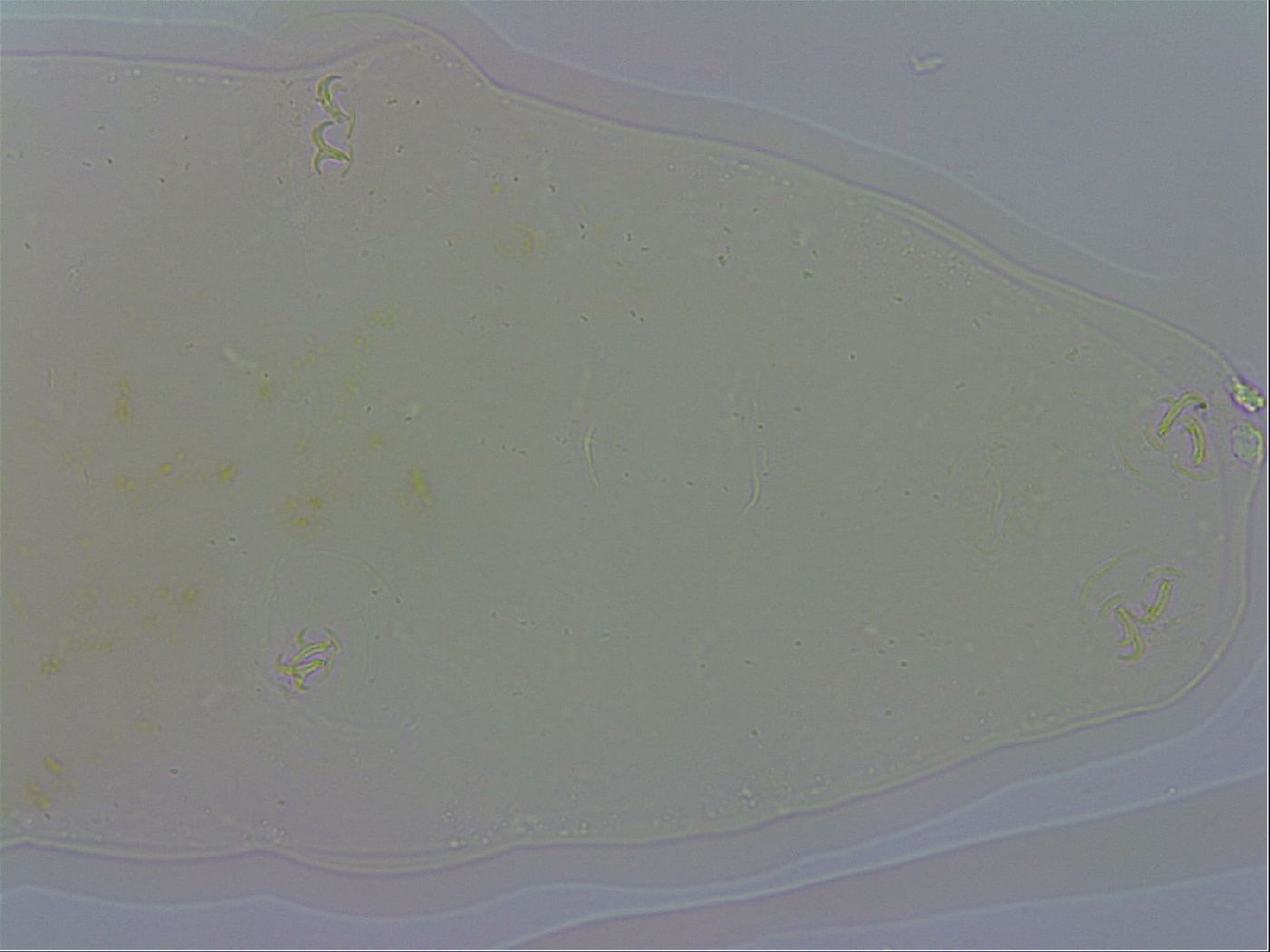 Macrobiotus recens image