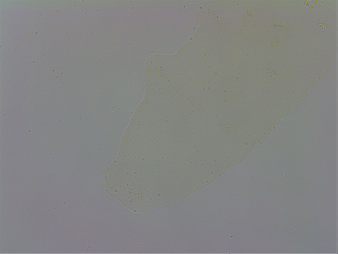 Macrobiotus recens image