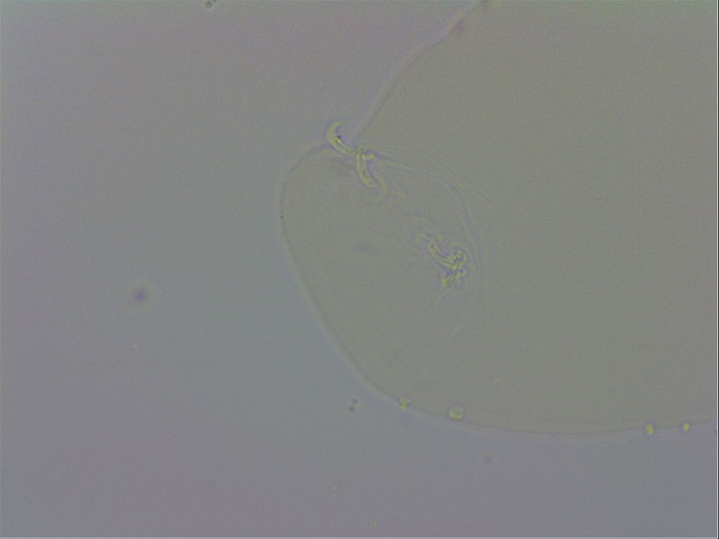 Macrobiotus recens image