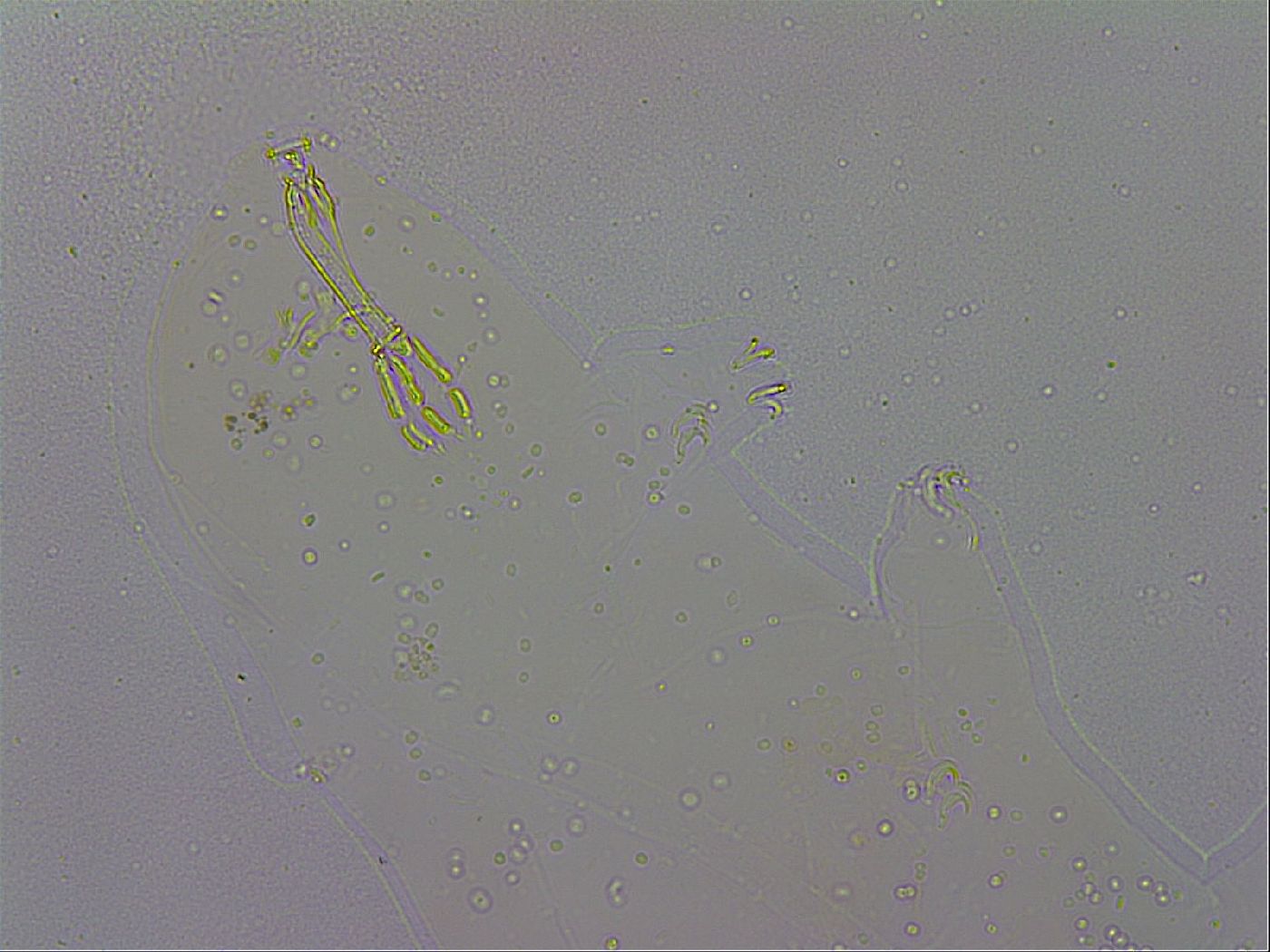 Macrobiotus hibiscus image