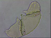 Macrobiotus hibiscus image