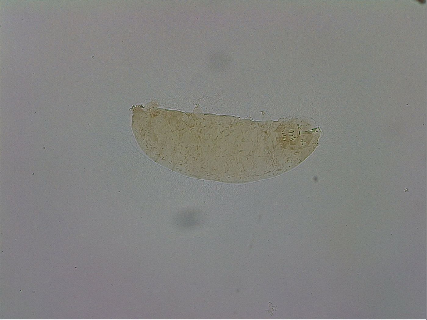 Macrobiotus hibiscus image