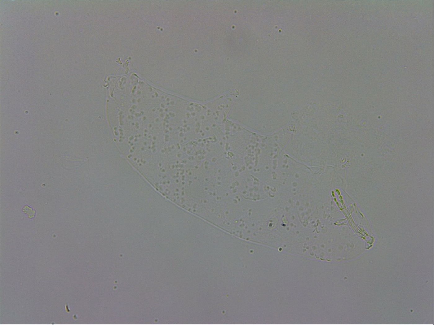 Murrayon hibernicus image