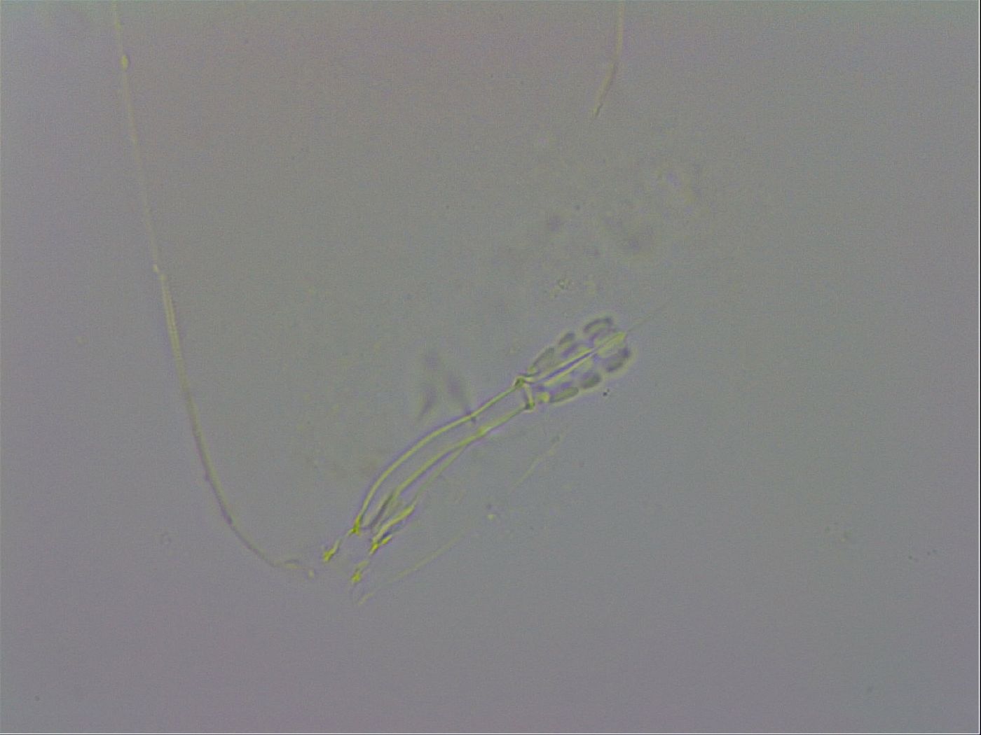 Murrayon hibernicus image