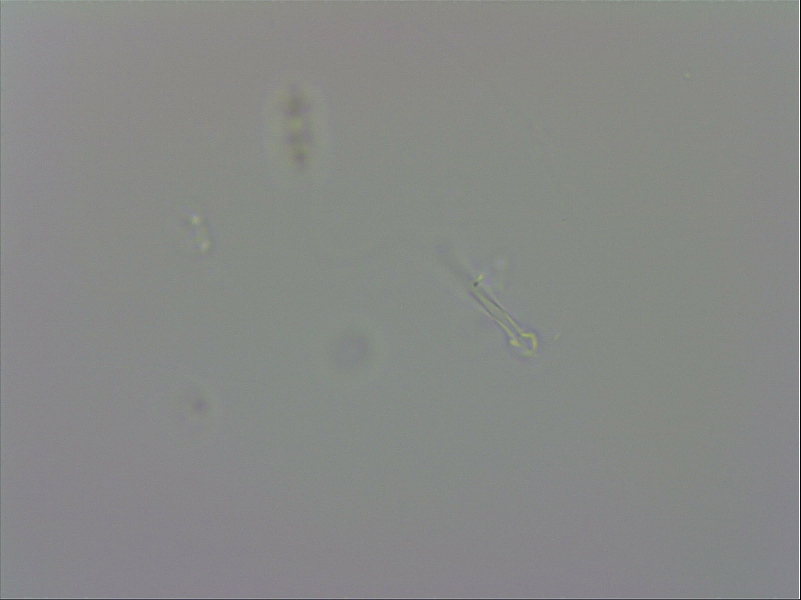 Pilatobius bullatus image