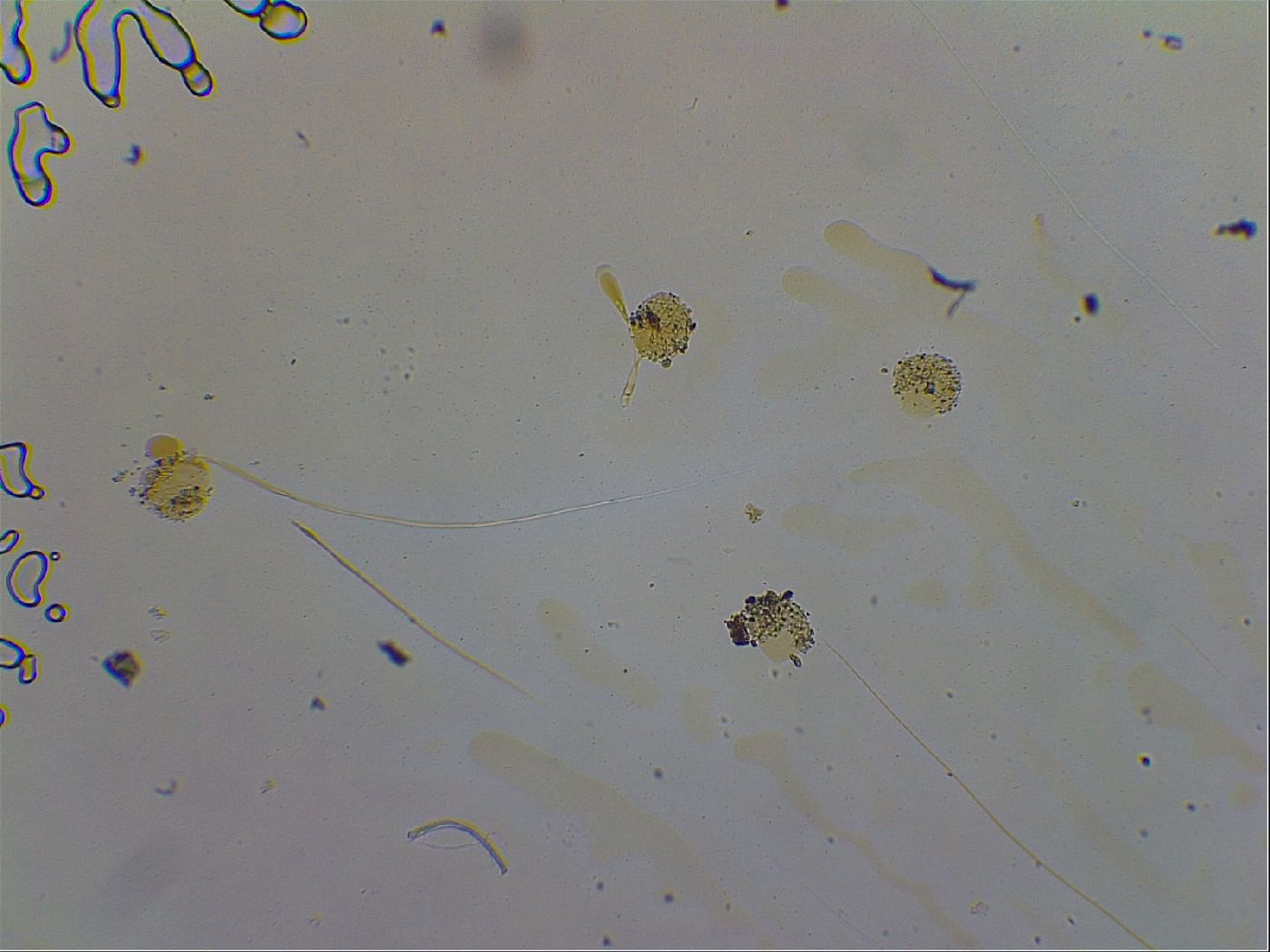 Macrobiotus recens image