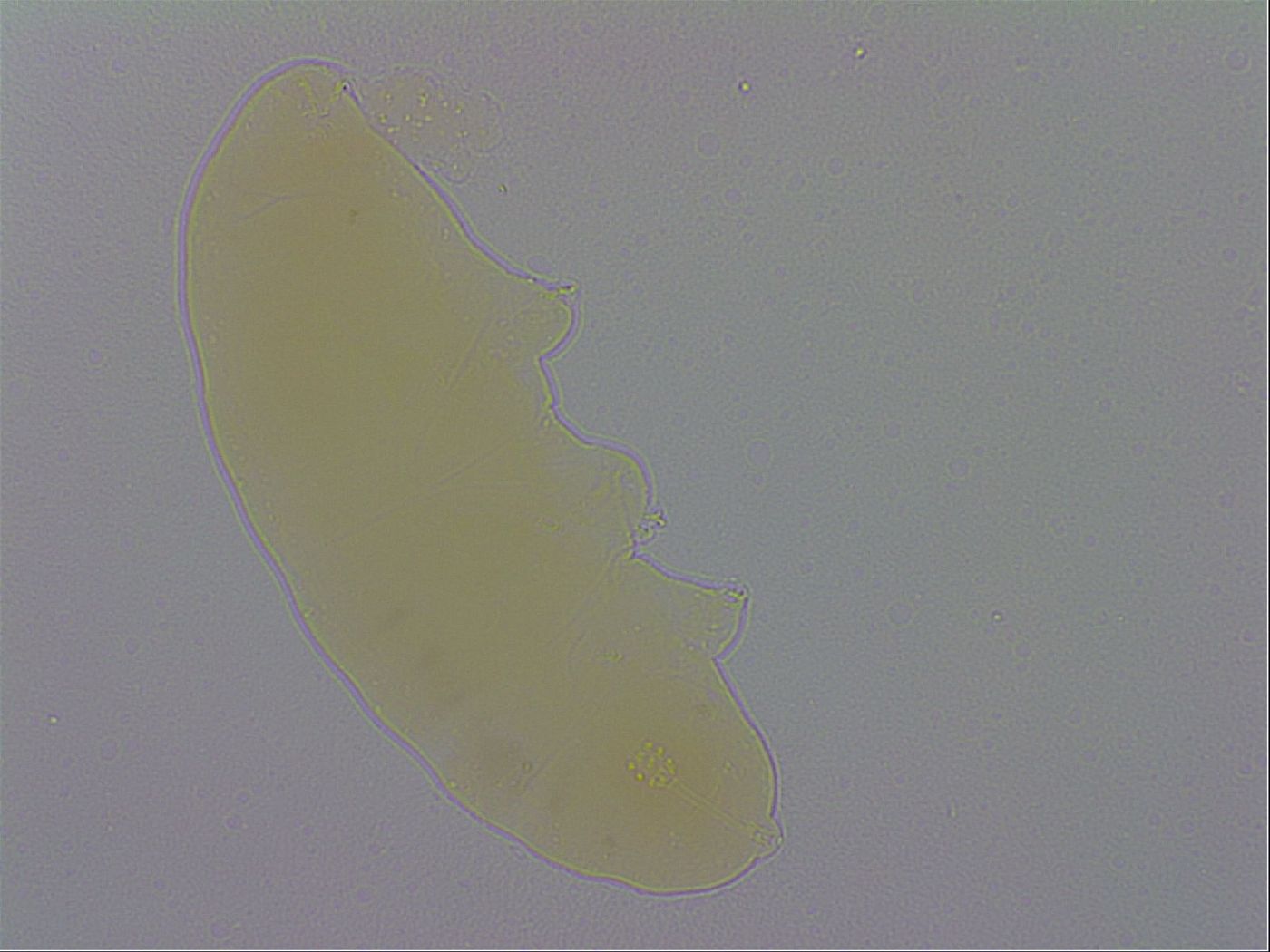 Minibiotus marcusi image