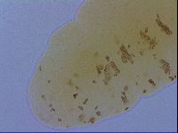 Minibiotus marcusi image