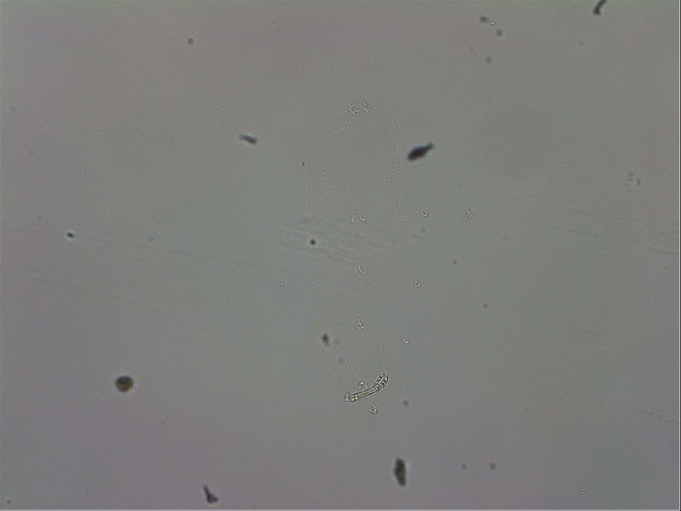 Mesobiotus montanus image