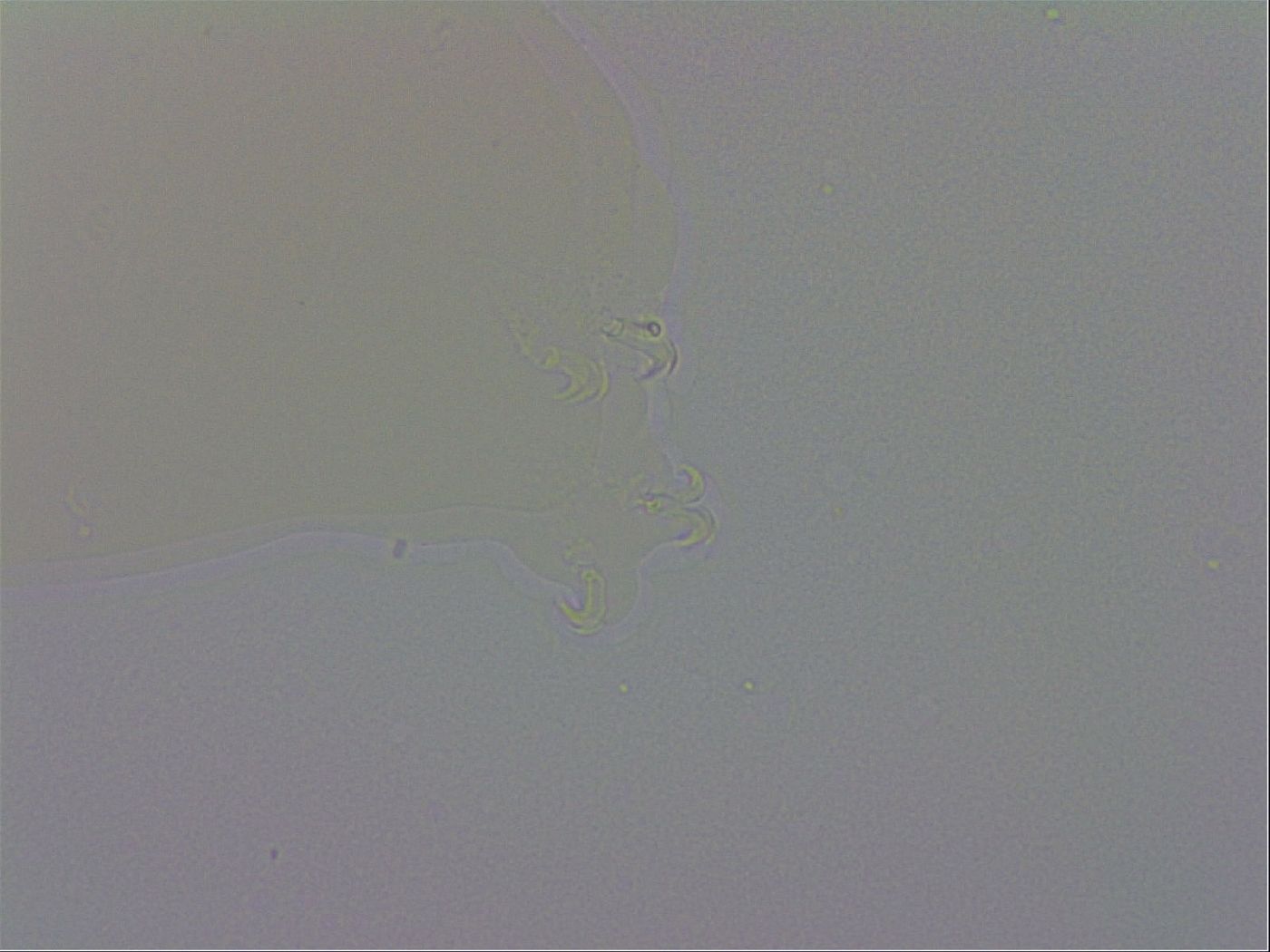 Mesobiotus montanus image