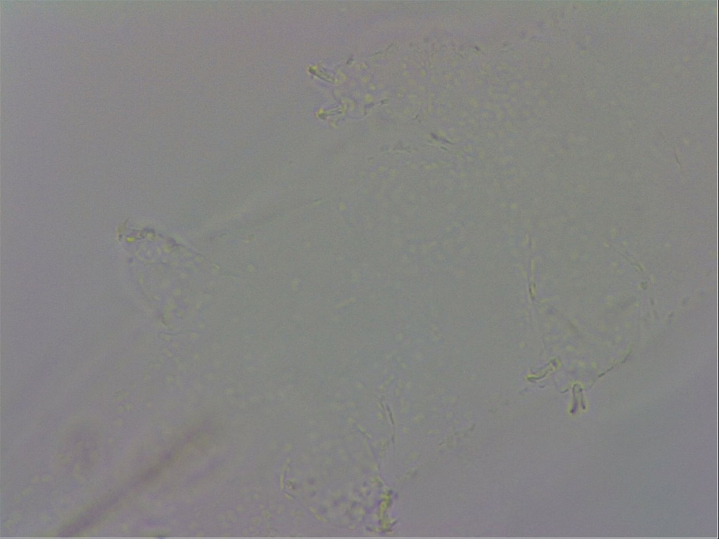 Mesobiotus montanus image