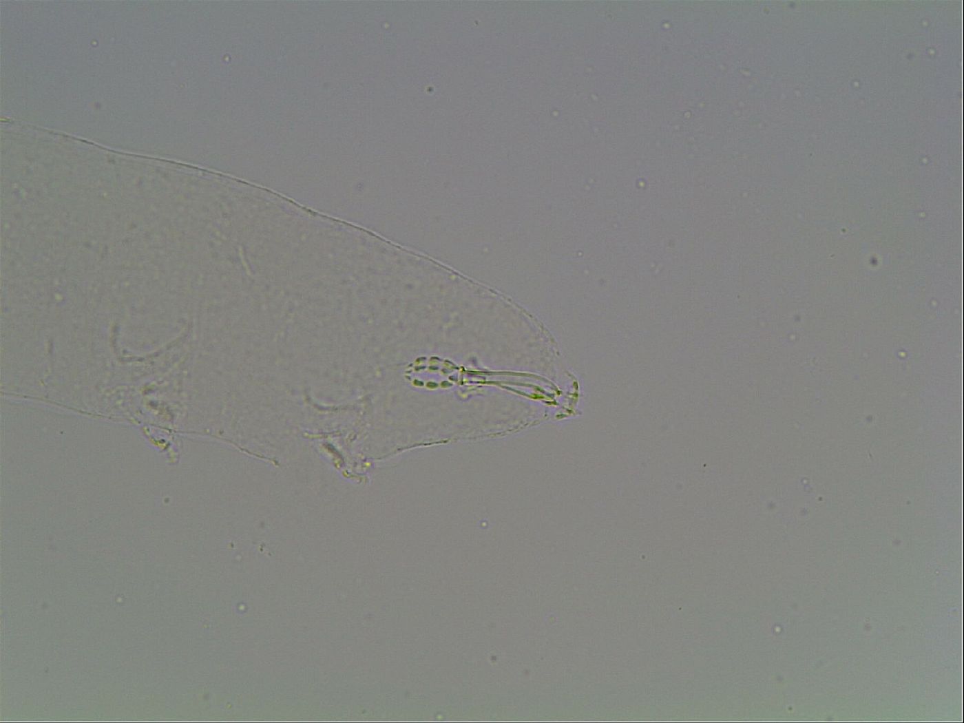 Mesobiotus montanus image