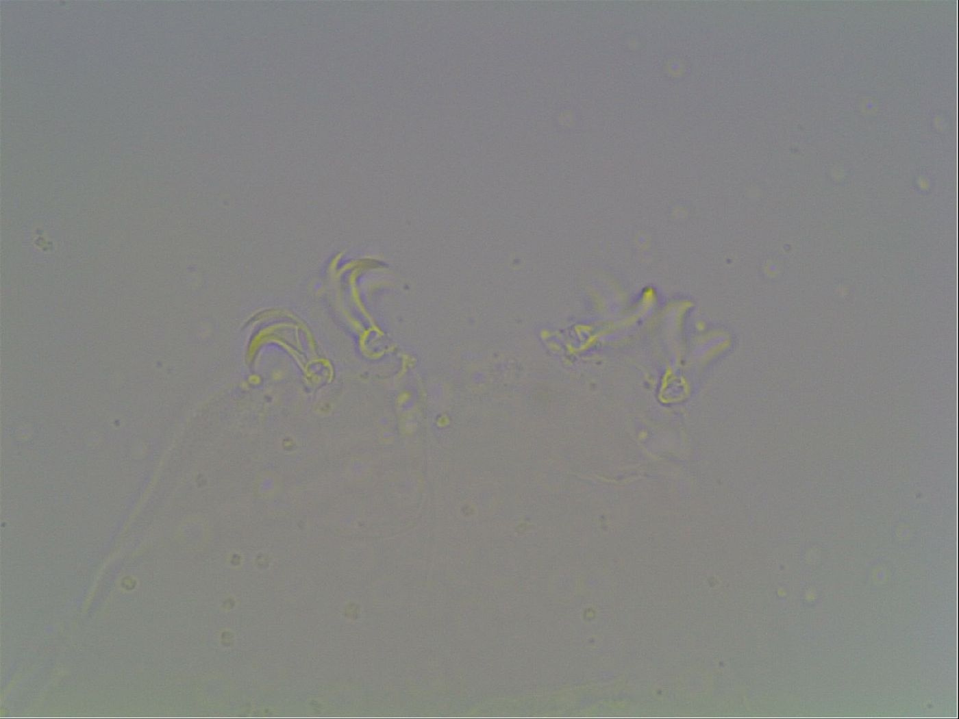 Mesobiotus montanus image