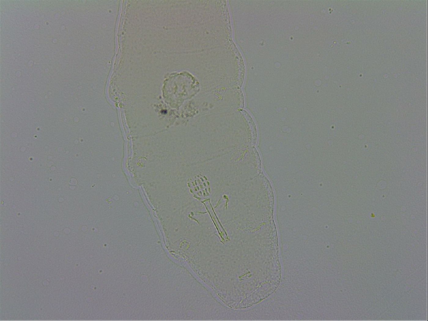 Mesobiotus orcadensis image