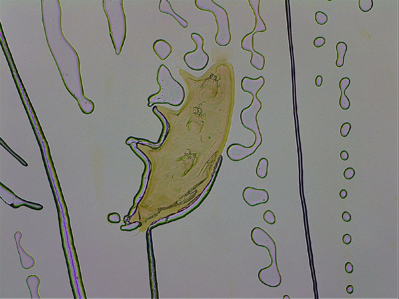 Dactylobiotus macronyx image