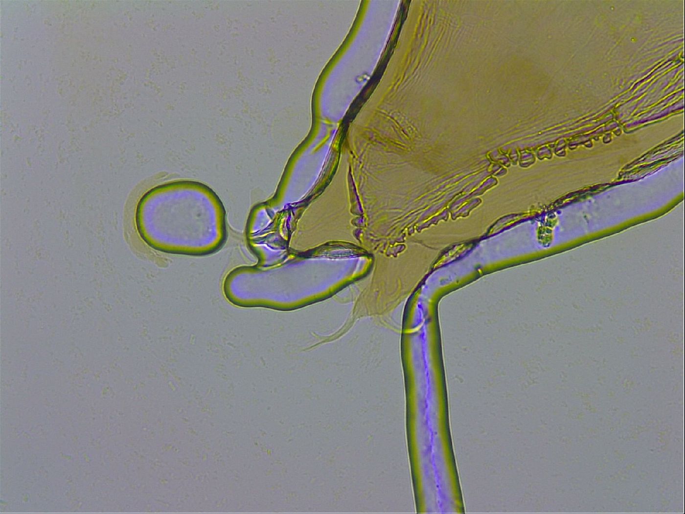 Dactylobiotus macronyx image