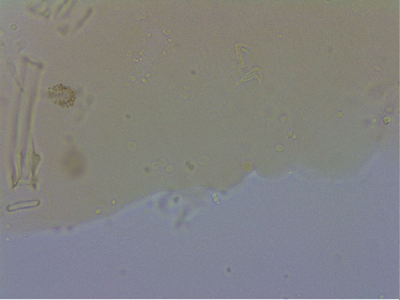 Macrobiotus occidentalis image