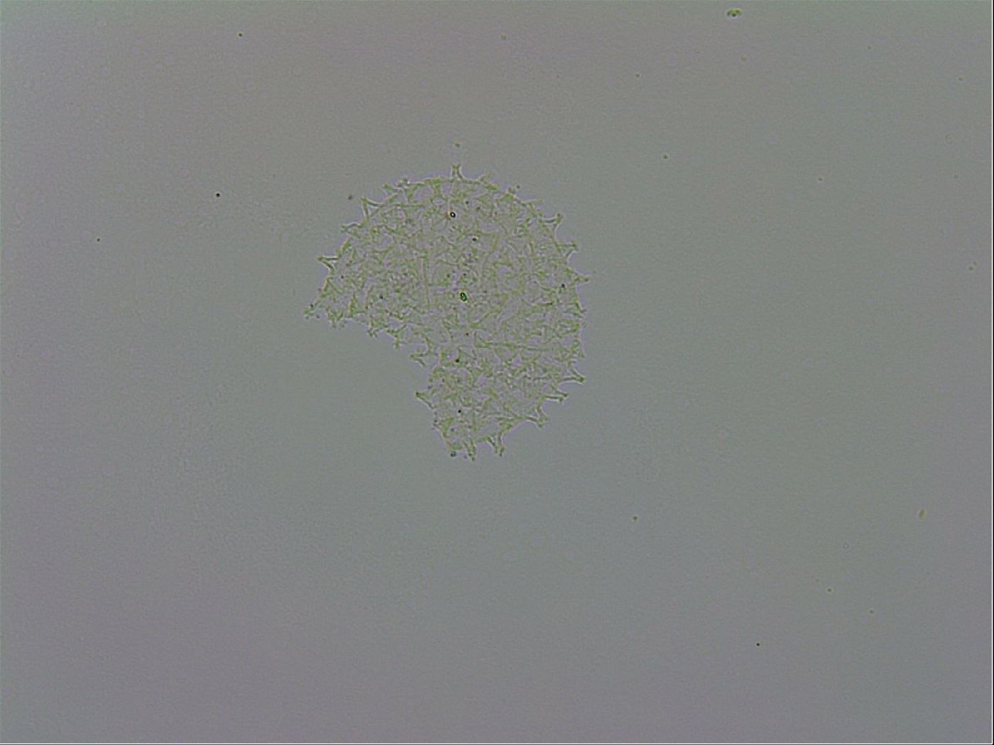 Mesobiotus orcadensis image