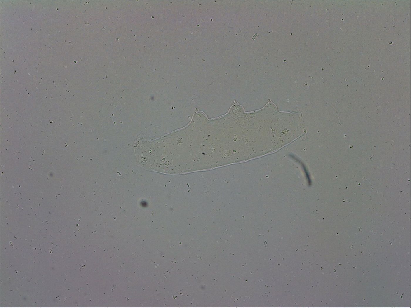 Mesobiotus polaris image