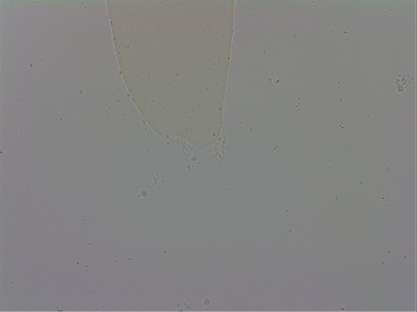 Mesobiotus polaris image