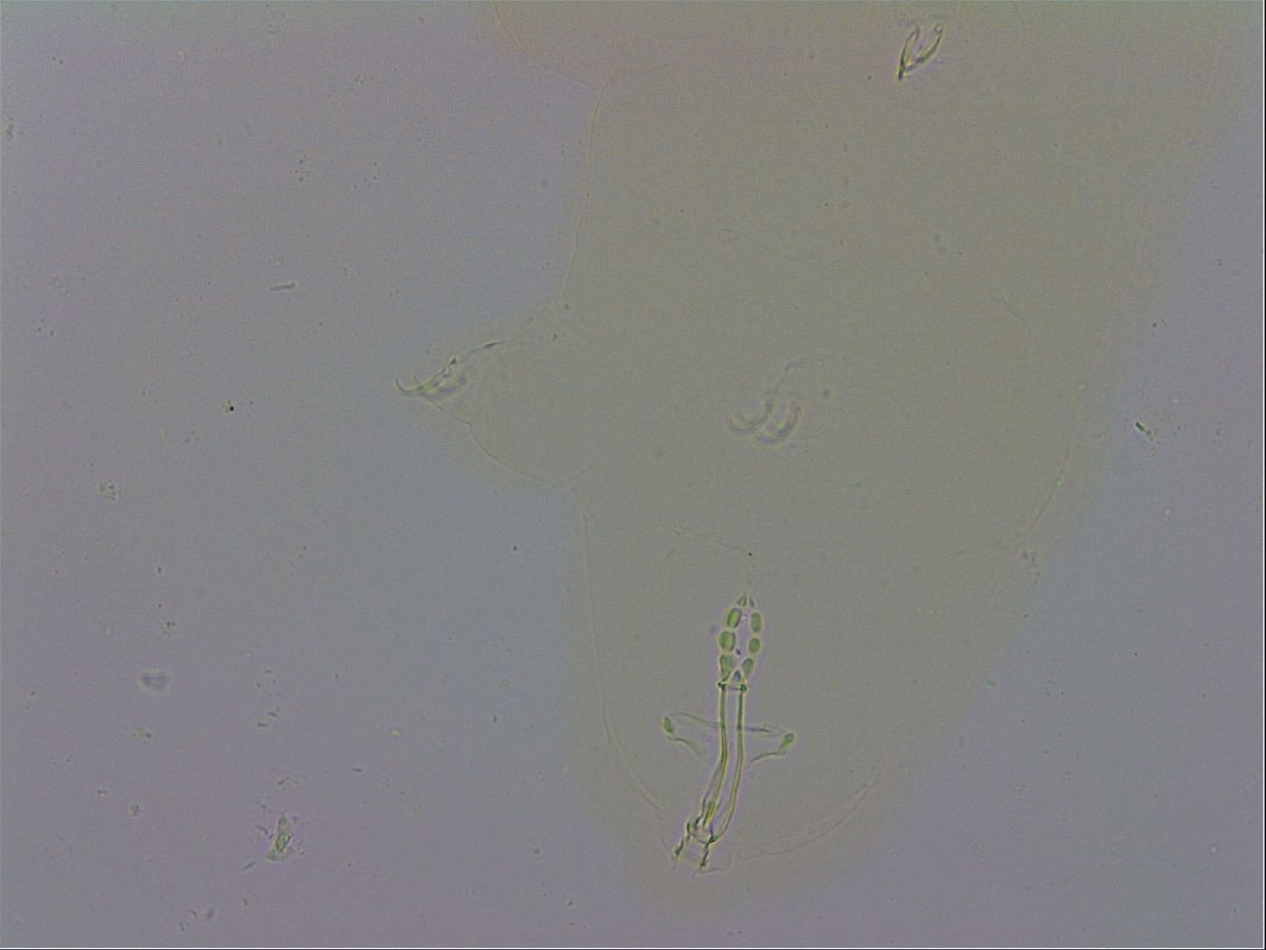 Mesobiotus polaris image