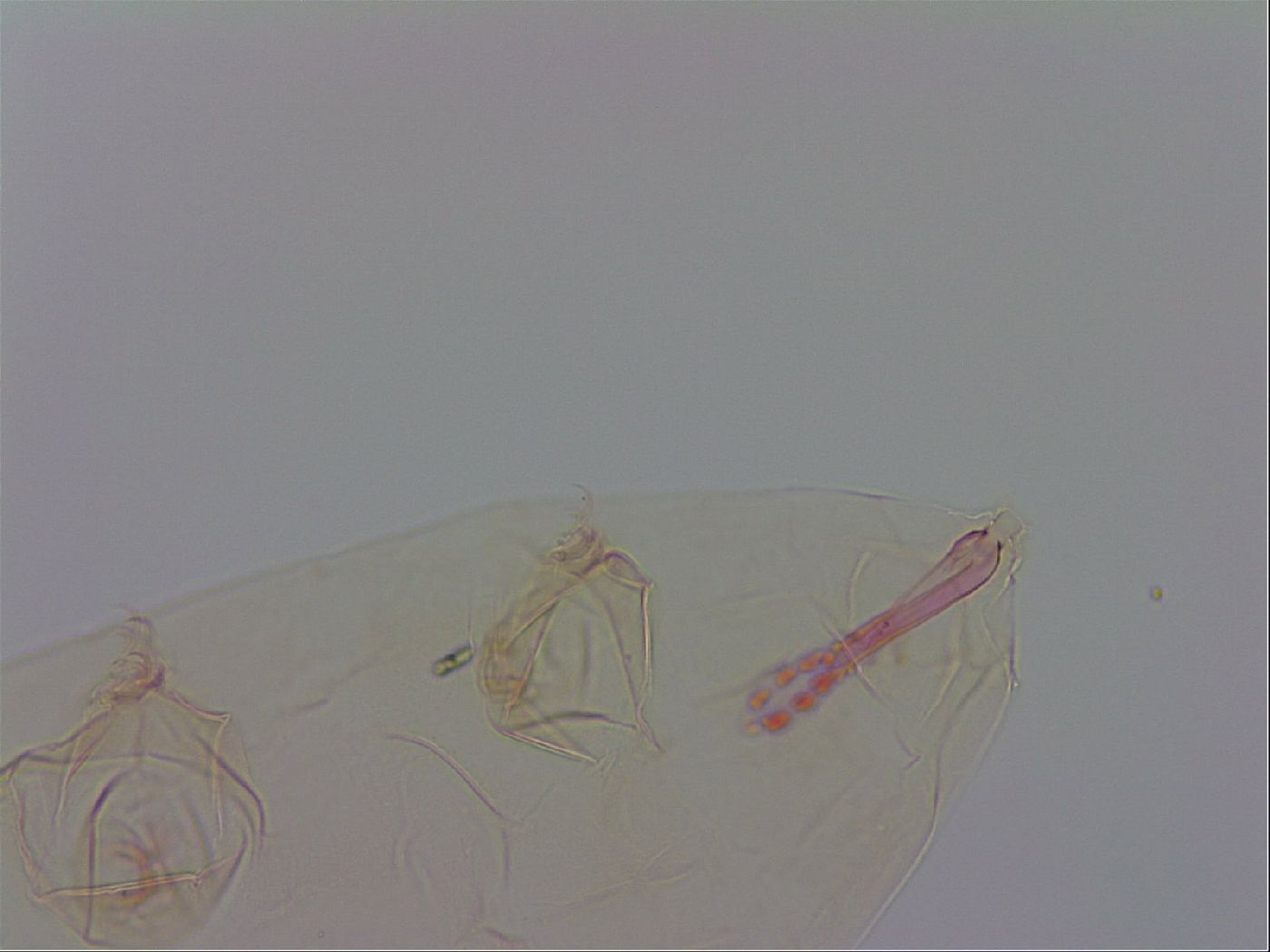 Mesobiotus polaris image
