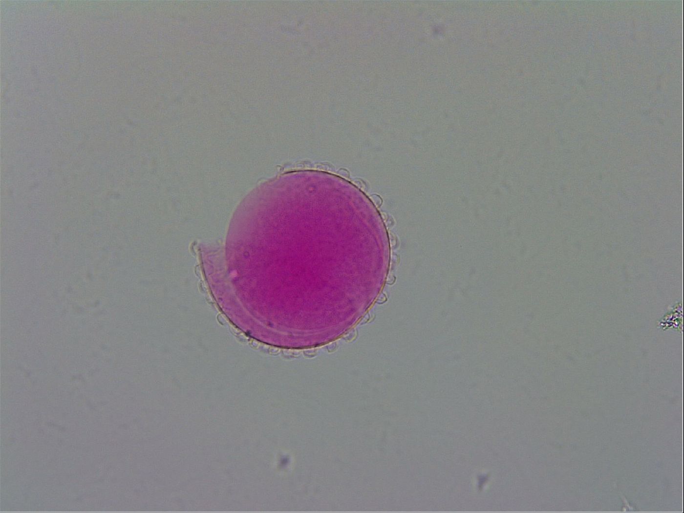Mesobiotus polaris image
