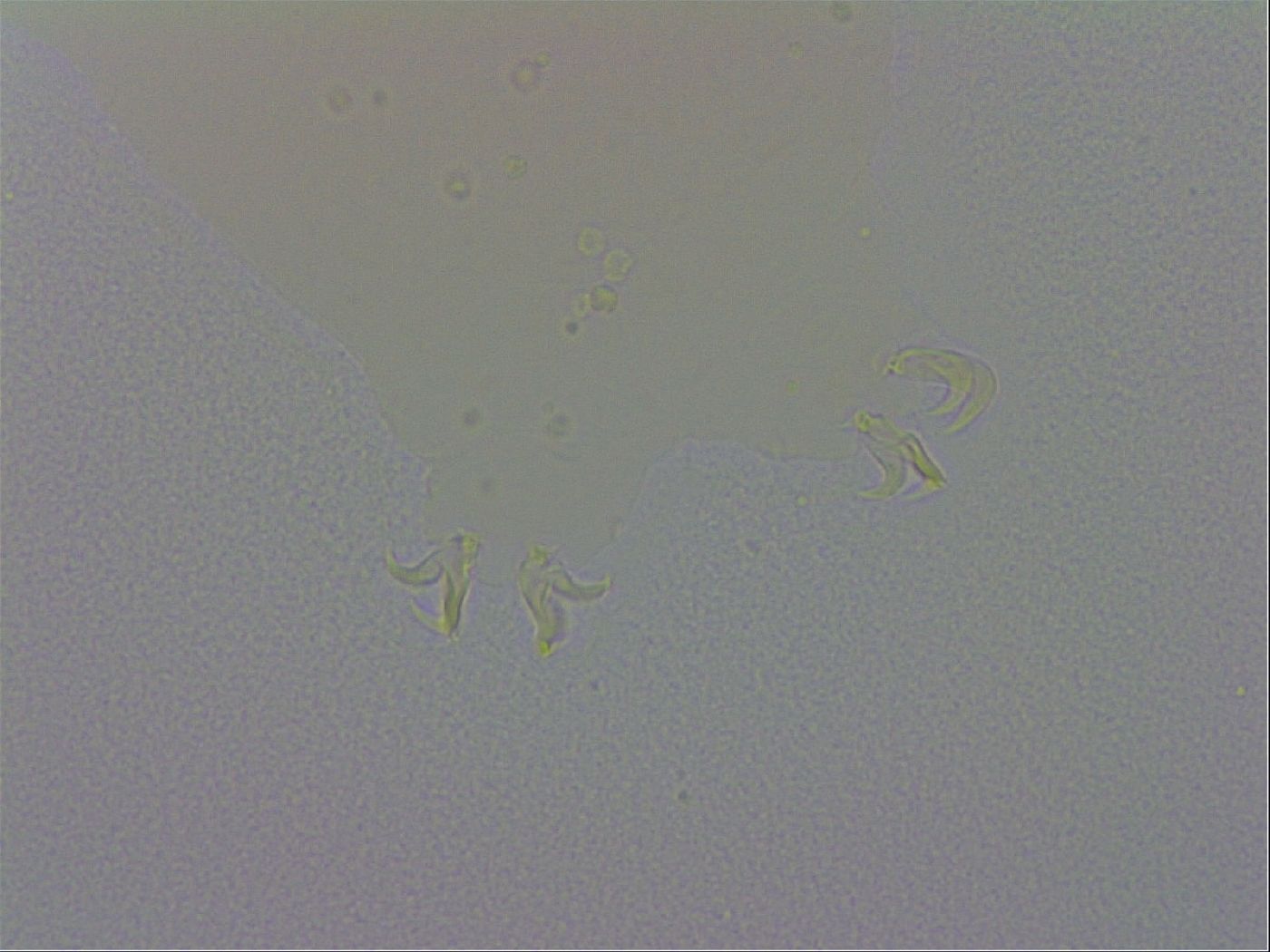 Macrobiotus recens image