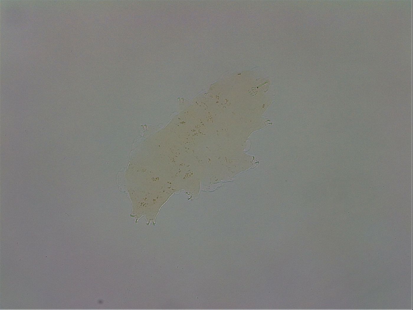 Macrobiotus recens image