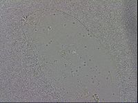Macrobiotus recens image