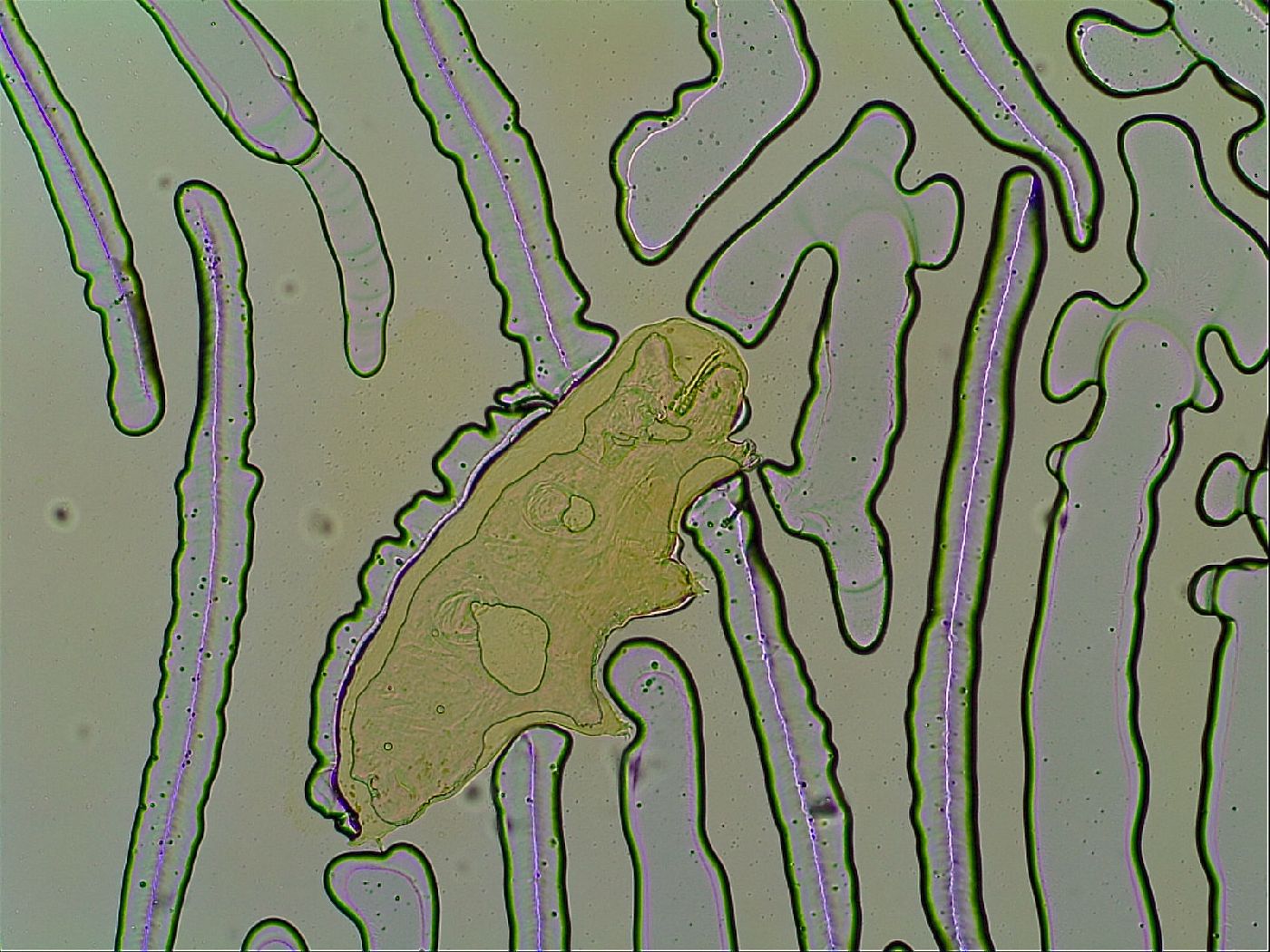 Macrobiotus islandicus image