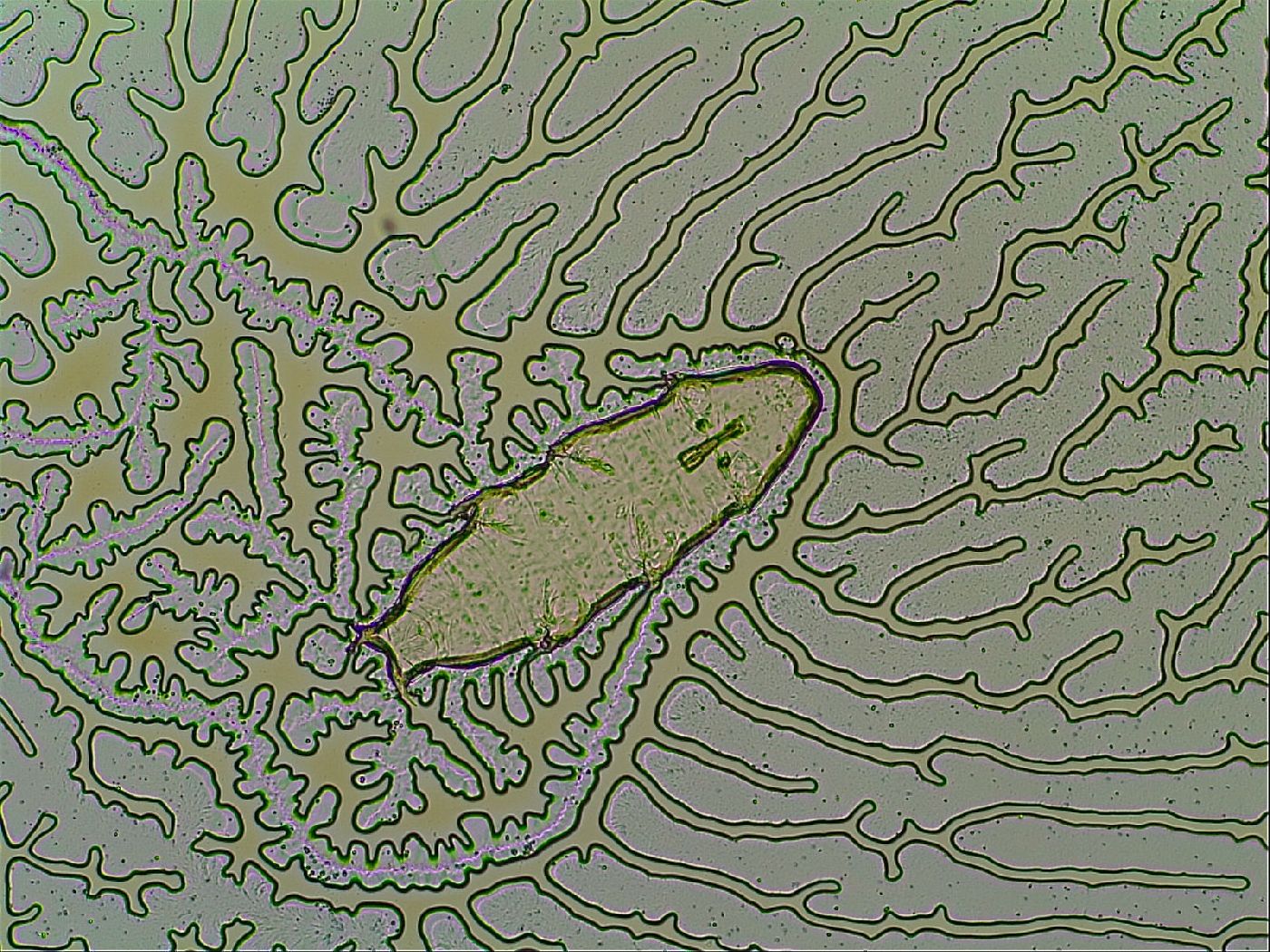 Macrobiotus islandicus image
