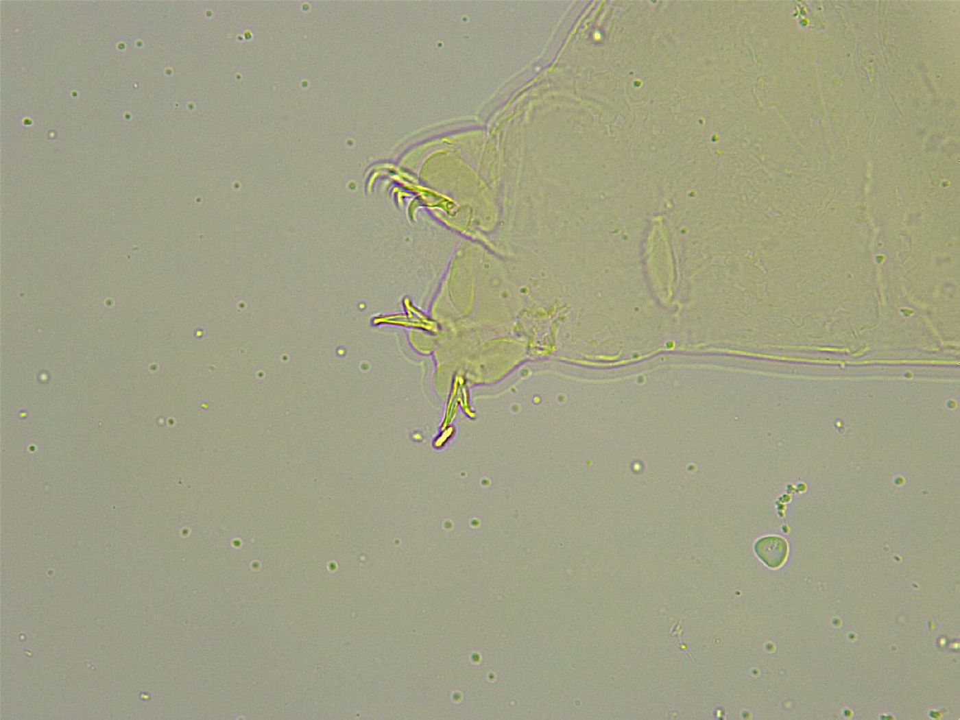 Macrobiotus islandicus image