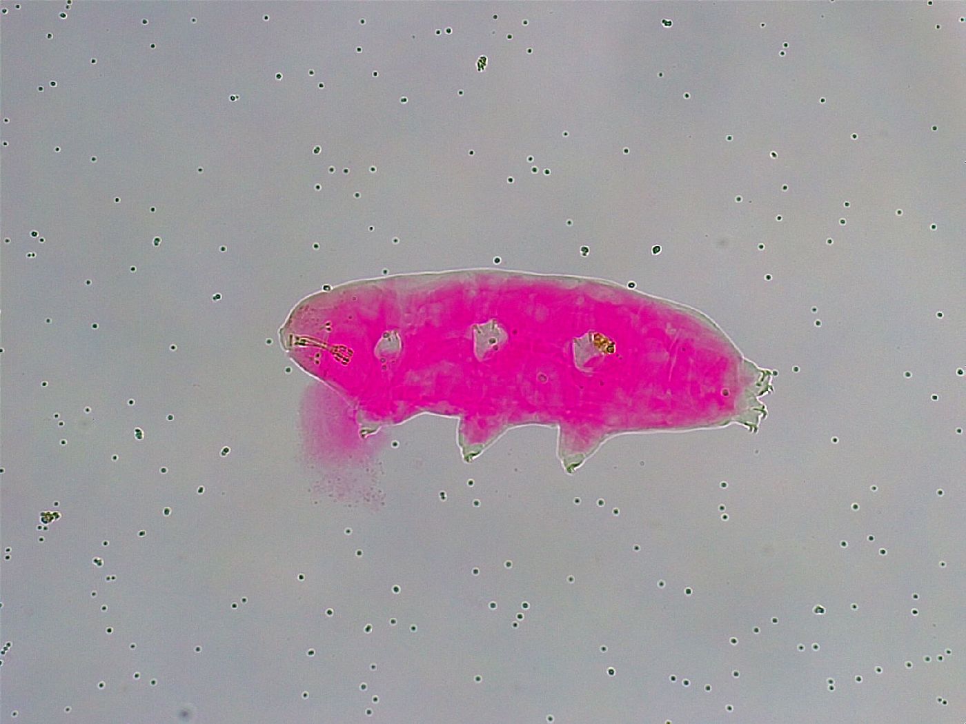 Macrobiotus islandicus image