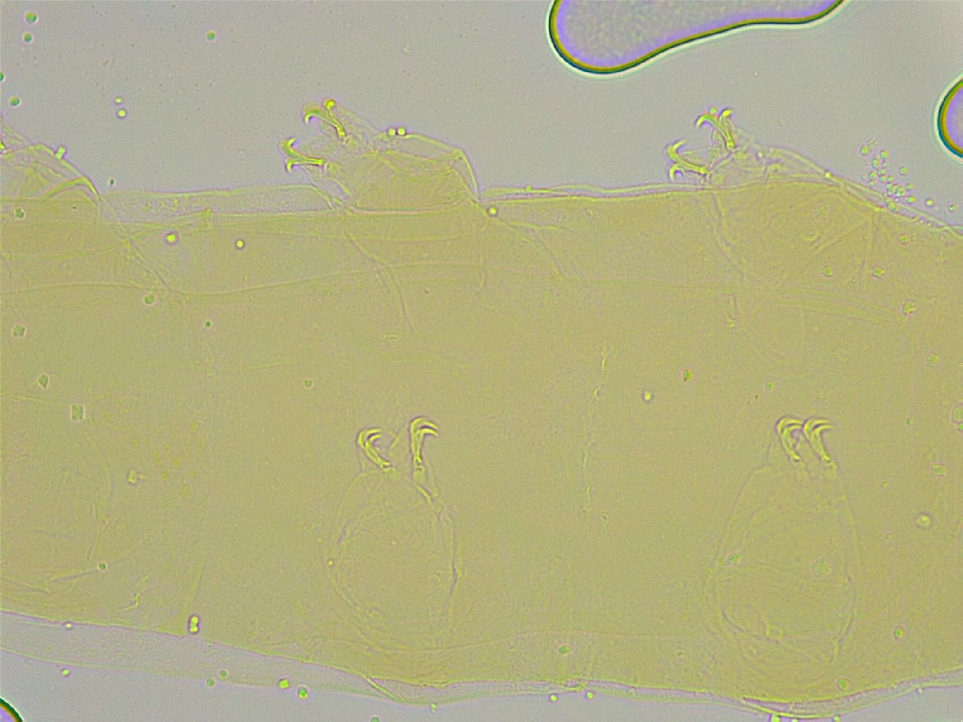 Macrobiotus islandicus image