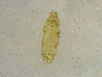Macrobiotus islandicus image