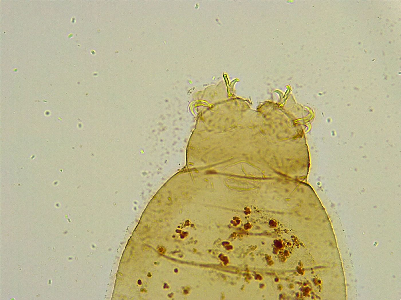 Macrobiotus islandicus image