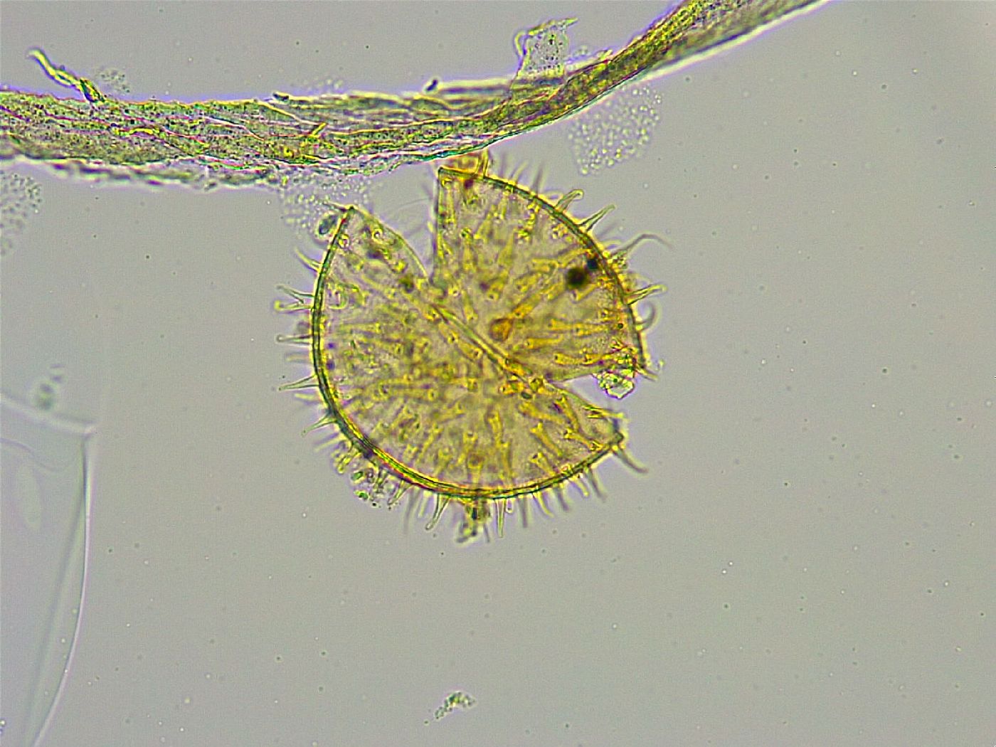 Macrobiotus islandicus image