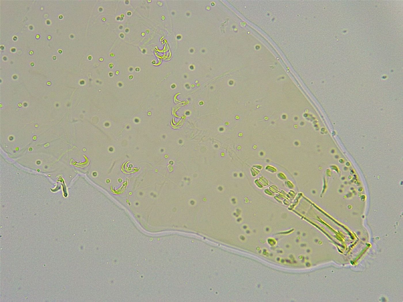 Mesobiotus liviae image