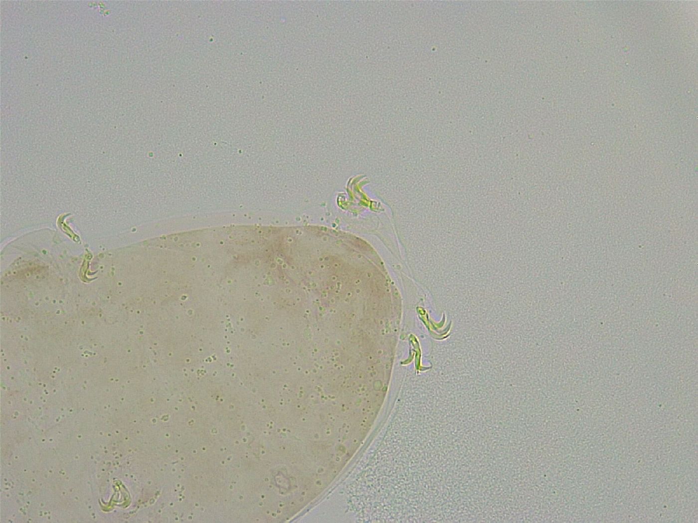 Mesobiotus liviae image